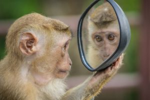 monkey, mirror, stare-3512996.jpg